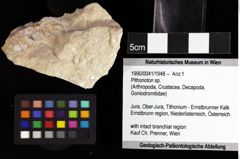 Foto (Objket + Etiketten) von Pithonoton sp. 